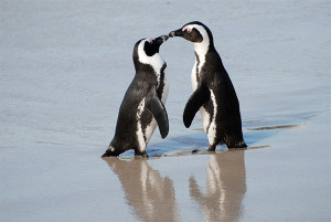penguins_kissing